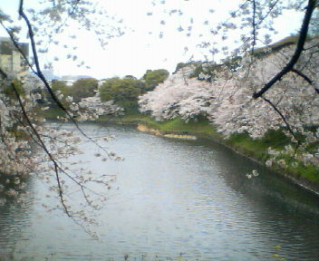20110409 千鳥ヶ淵の桜